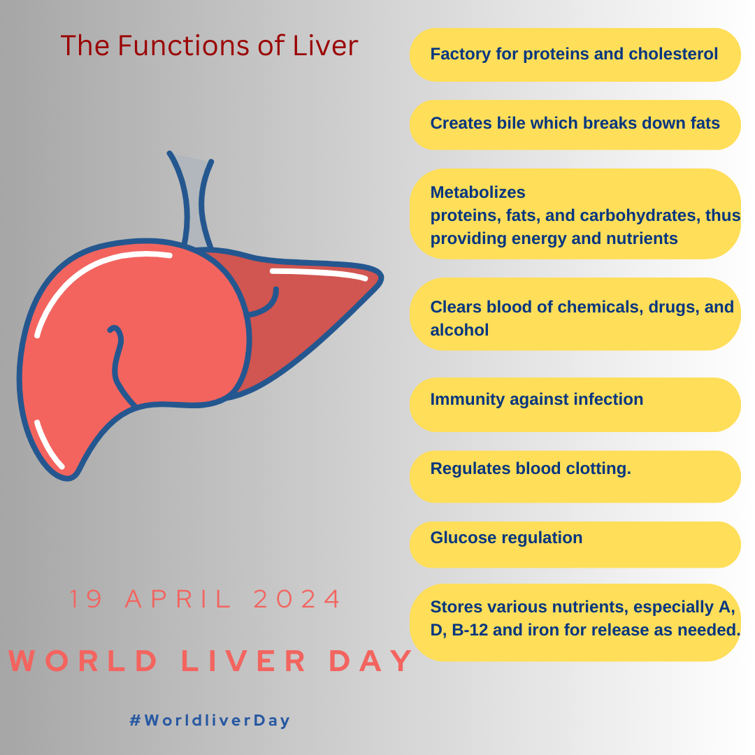 There are more than 500 known vital functions of the liver, following are just a few of the numerous functions of the liver.